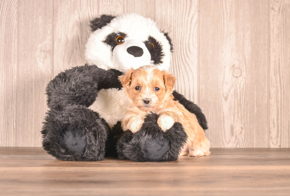 Cute Malt a Poo Poodle Mix Puppy