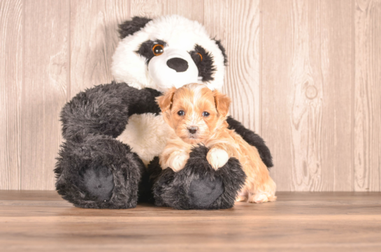 Cute Malt a Poo Poodle Mix Puppy