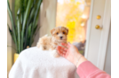 Cute Maltipoo Baby