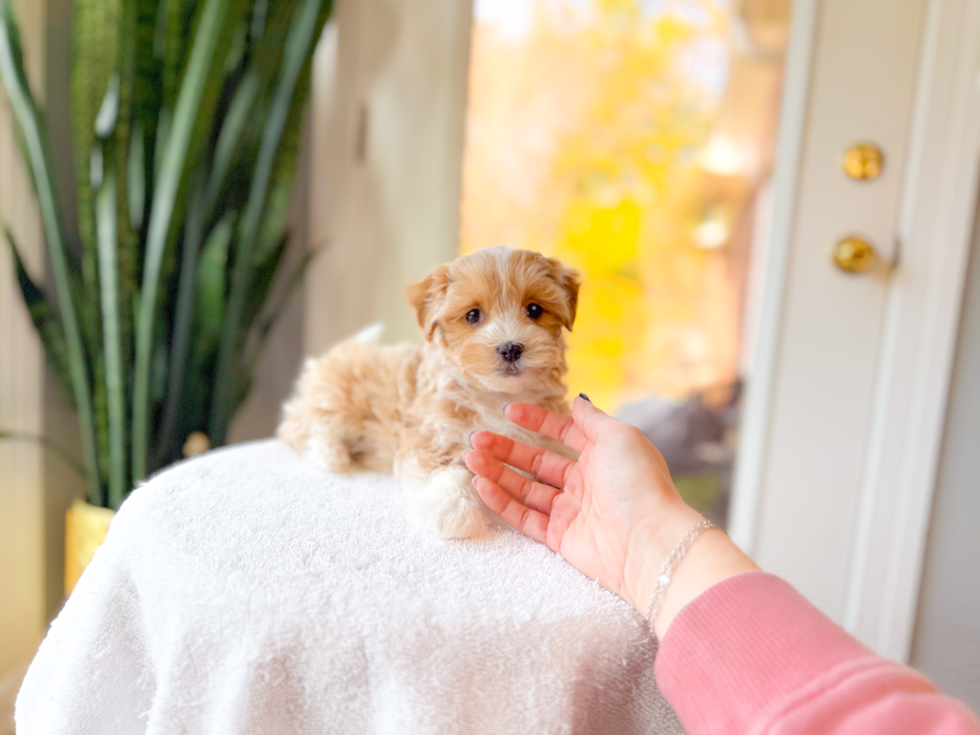 Cute Maltipoo Baby