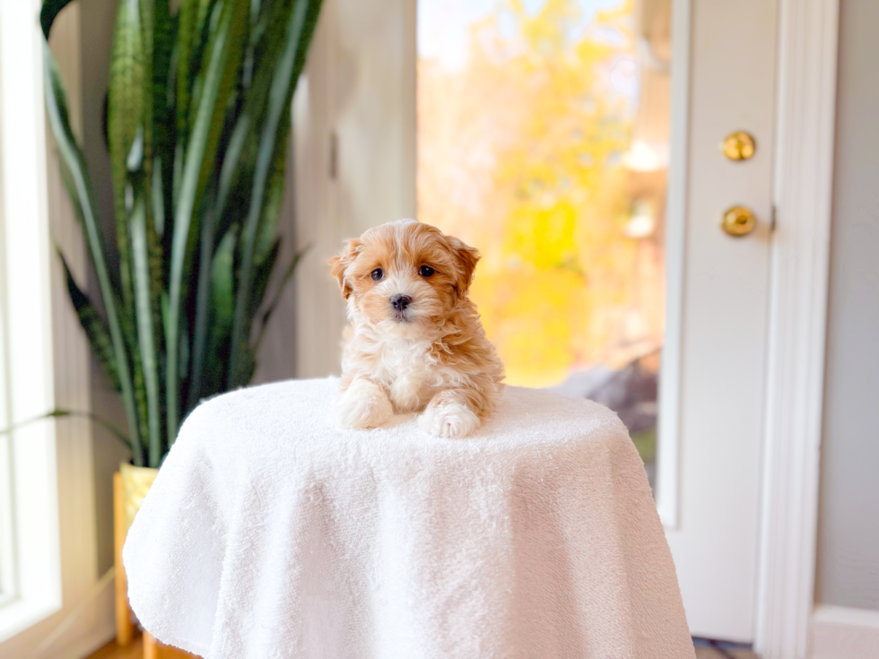 Cute Maltipoo Baby
