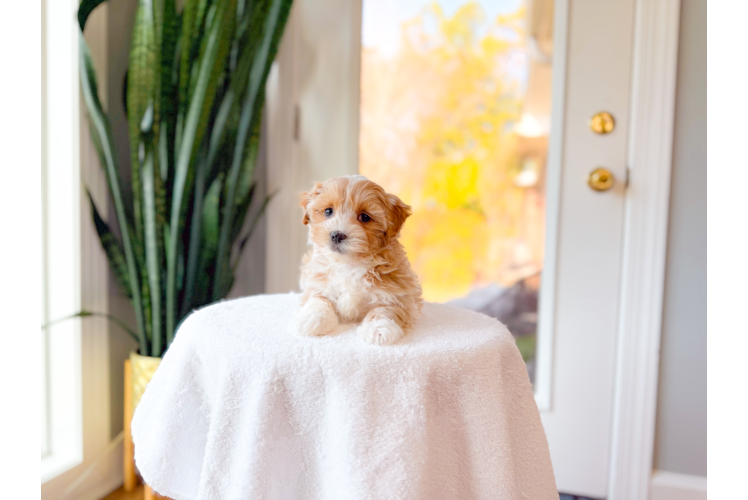 Cute Maltipoo Poodle Mix Pup