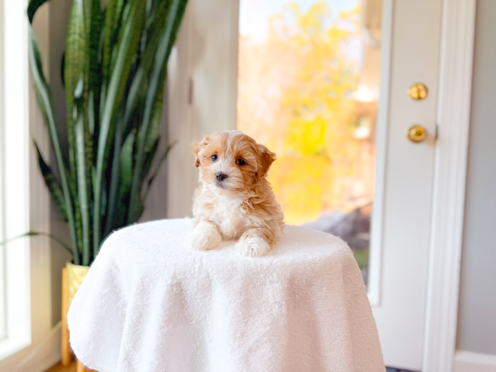 Cute Maltipoo Poodle Mix Pup