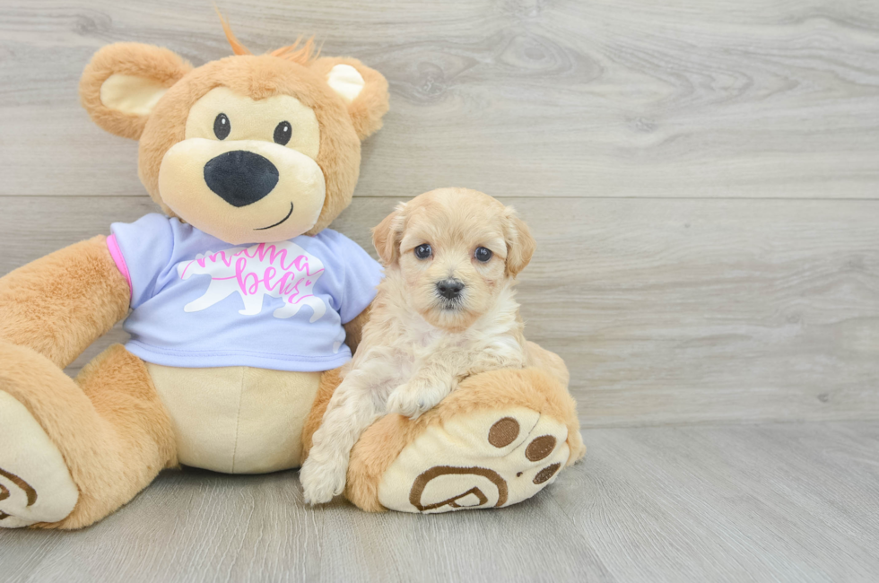 5 week old Maltipoo Puppy For Sale - Simply Southern Pups