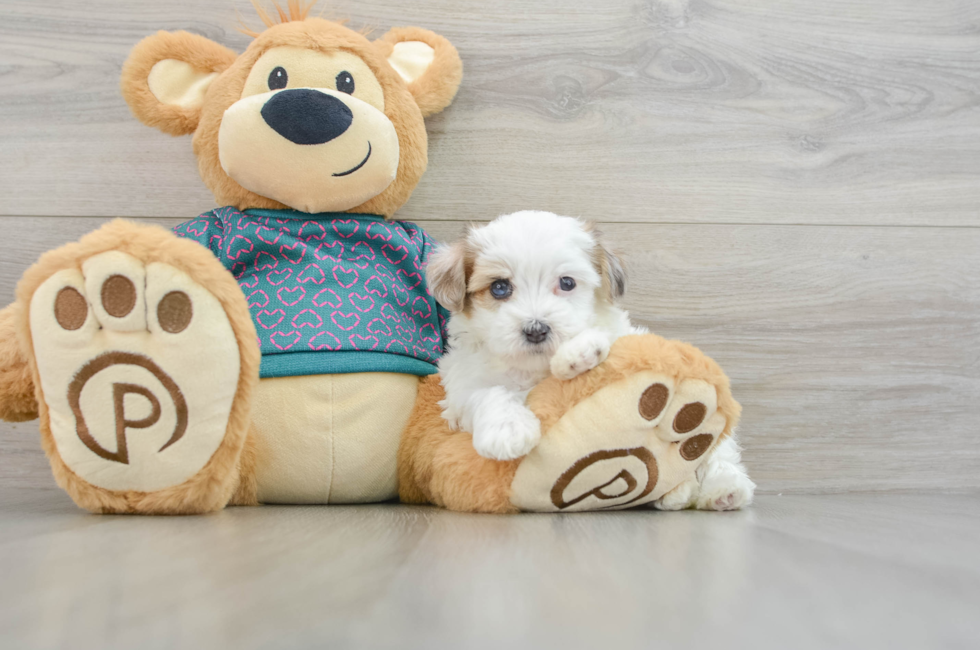 8 week old Maltipoo Puppy For Sale - Simply Southern Pups