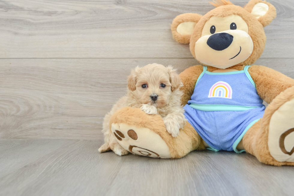 Maltipoo Pup Being Cute