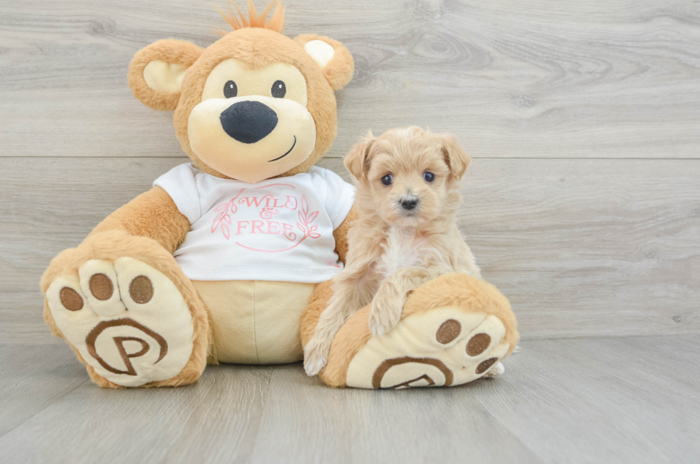 5 week old Maltipoo Puppy For Sale - Simply Southern Pups