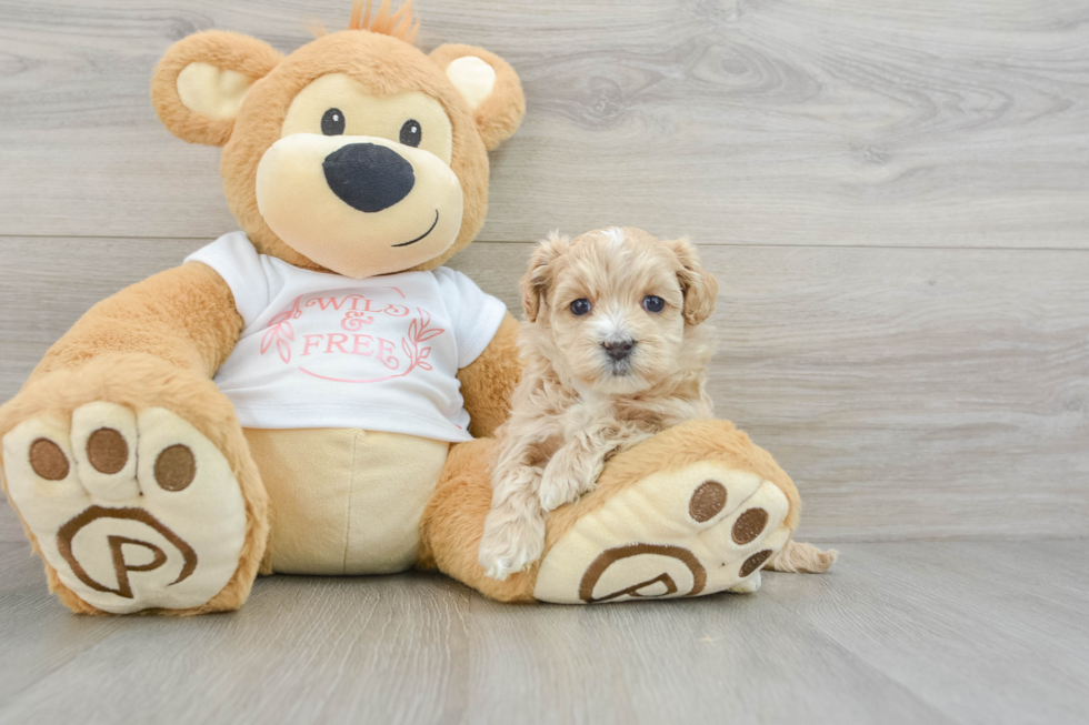 Hypoallergenic Maltepoo Poodle Mix Puppy