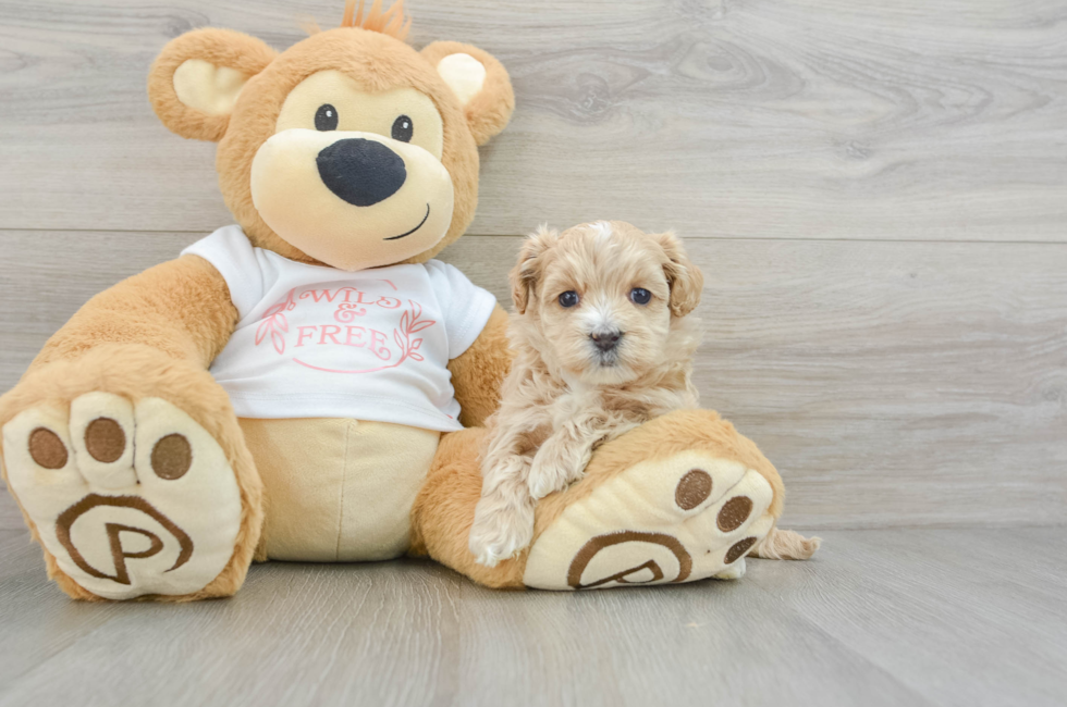 6 week old Maltipoo Puppy For Sale - Simply Southern Pups