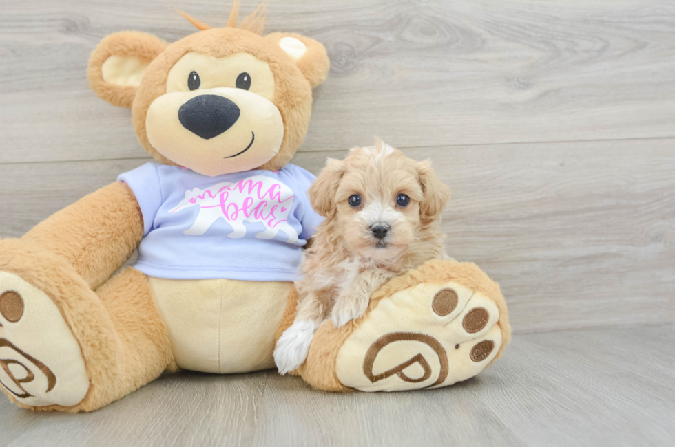 6 week old Maltipoo Puppy For Sale - Simply Southern Pups