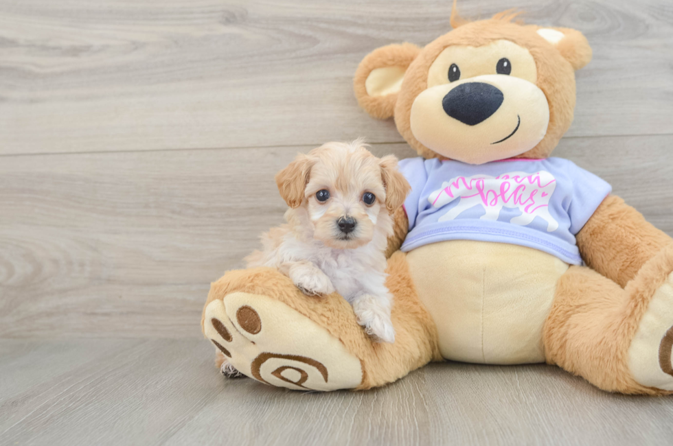 6 week old Maltipoo Puppy For Sale - Simply Southern Pups