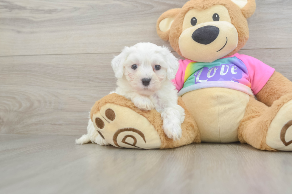6 week old Maltipoo Puppy For Sale - Simply Southern Pups