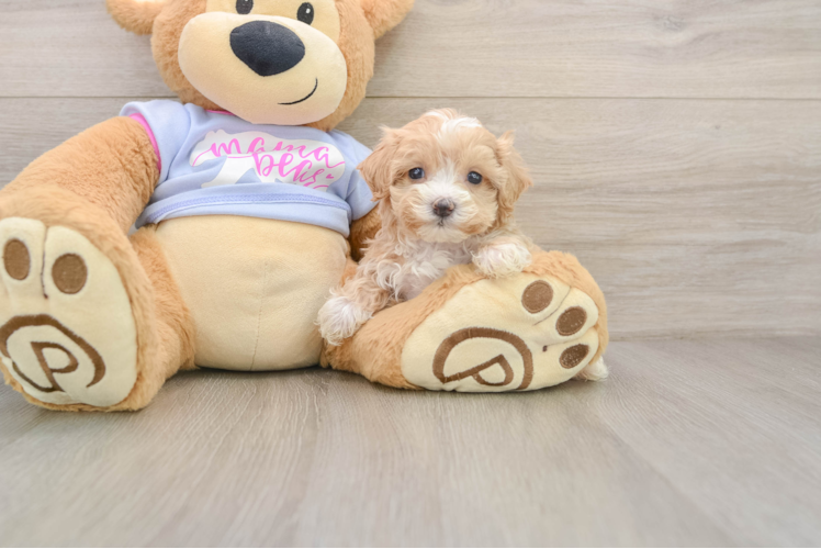 Maltipoo Puppy for Adoption