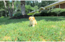 Maltipoo Puppy for Adoption