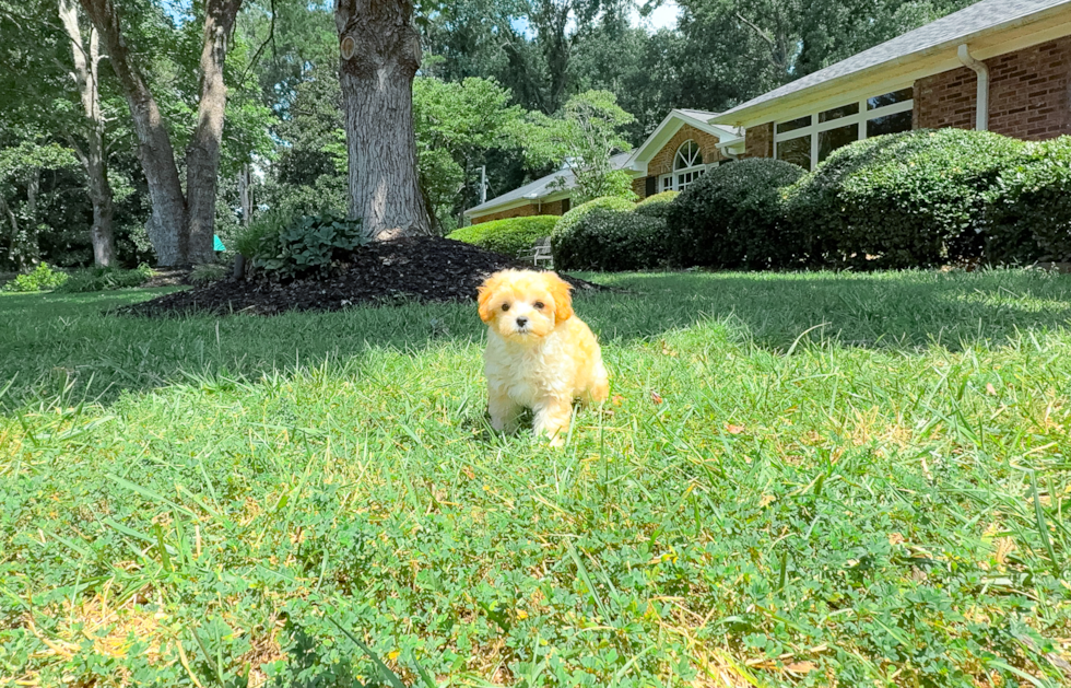 Maltipoo Puppy for Adoption