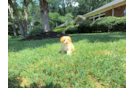 Maltipoo Pup Being Cute