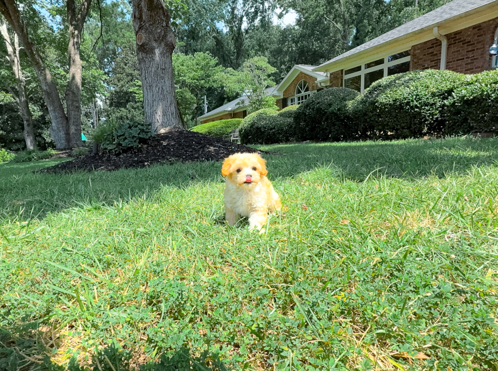 Maltipoo Pup Being Cute