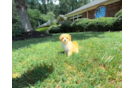 Maltipoo Puppy for Adoption