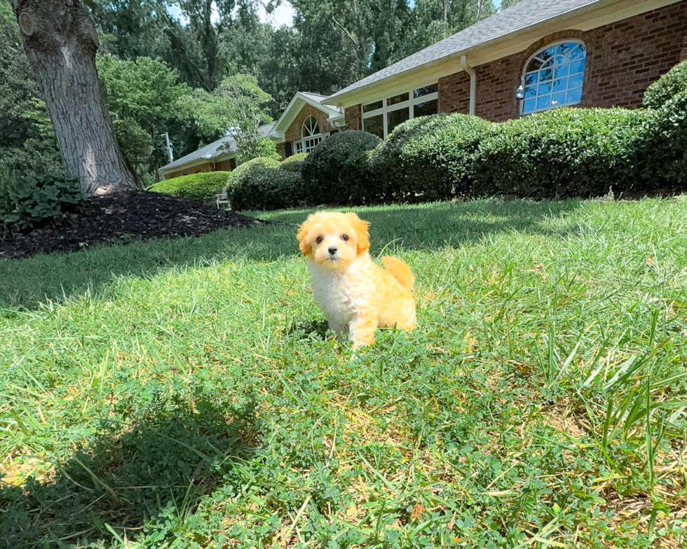 Maltipoo Puppy for Adoption