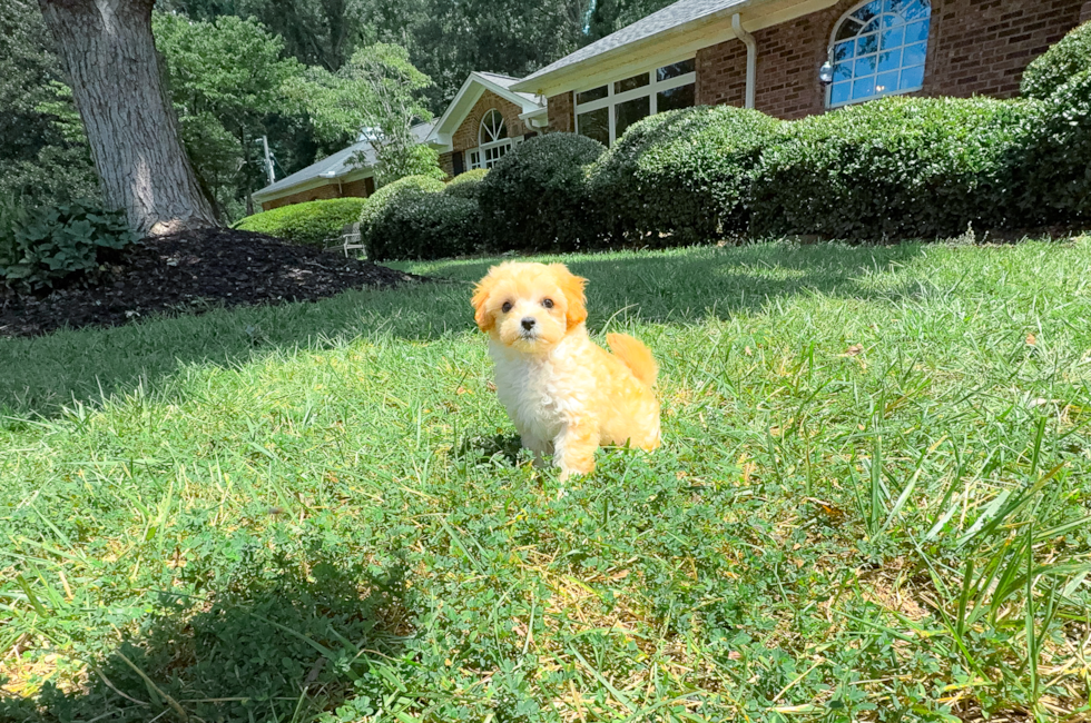 9 week old Maltipoo Puppy For Sale - Simply Southern Pups