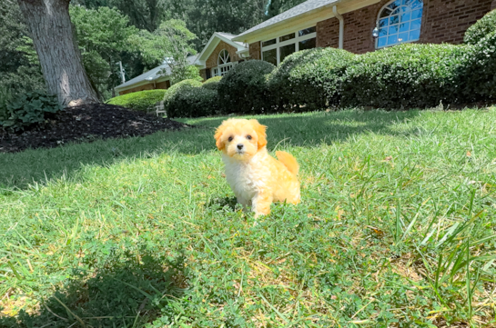 Maltipoo Puppy for Adoption