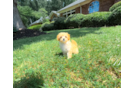 Cute Maltipoo Baby