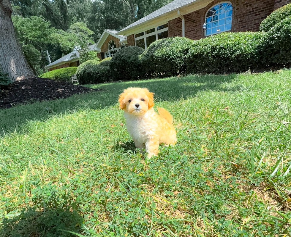 Cute Maltipoo Baby