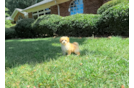 Maltipoo Puppy for Adoption