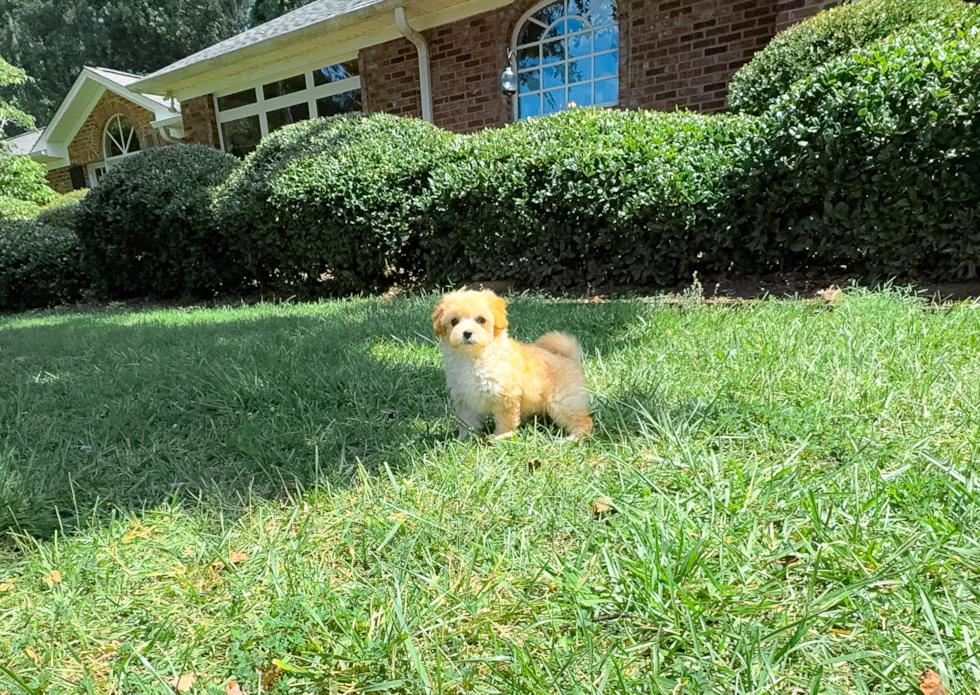 Maltipoo Puppy for Adoption