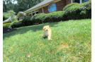 Best Maltipoo Baby
