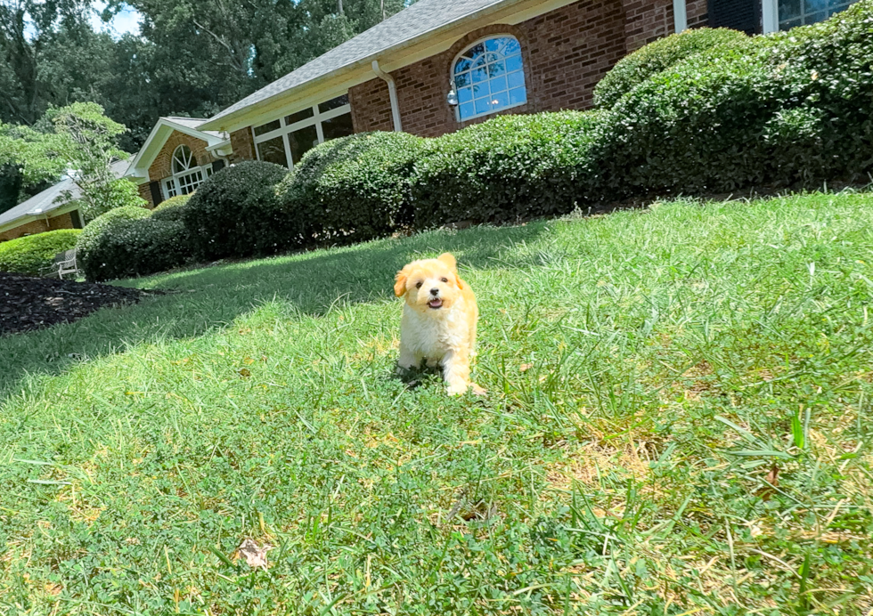 Best Maltipoo Baby