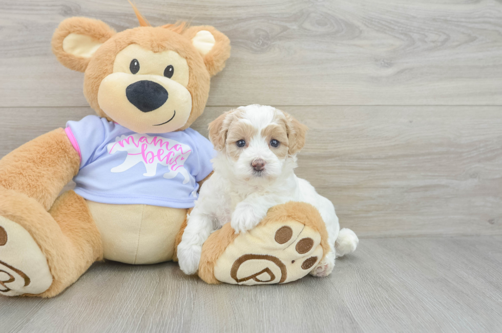 5 week old Maltipoo Puppy For Sale - Simply Southern Pups