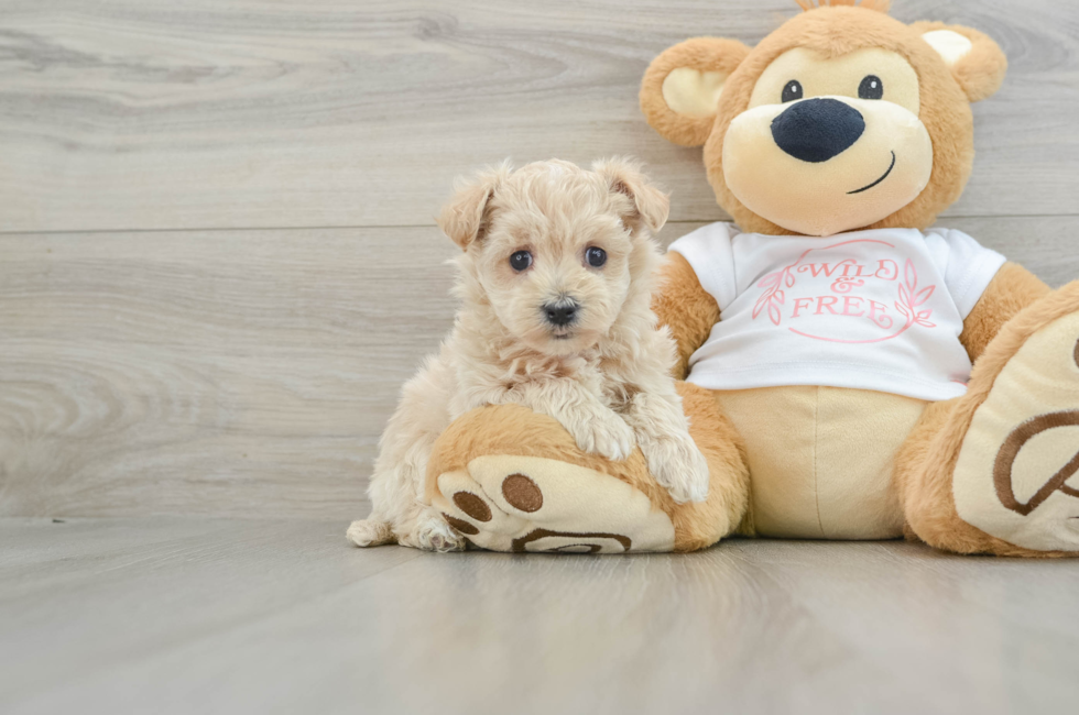 5 week old Maltipoo Puppy For Sale - Simply Southern Pups