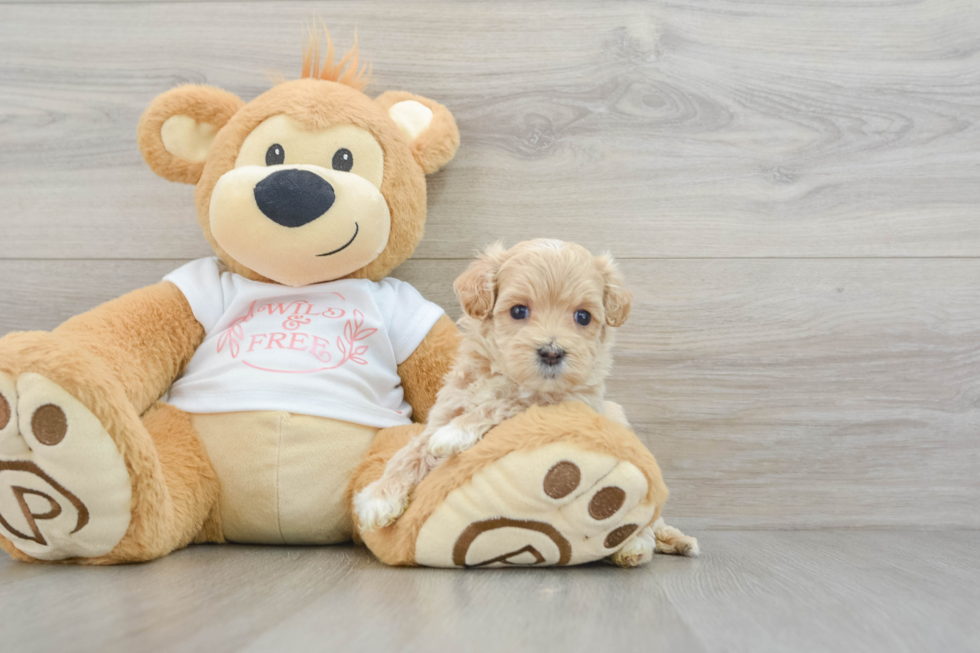 Energetic Maltese Poodle Poodle Mix Puppy