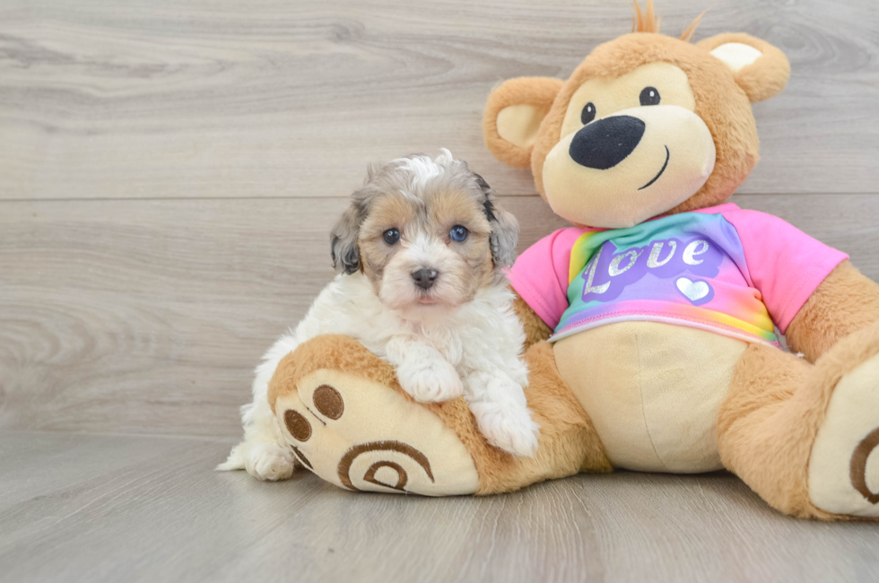 6 week old Maltipoo Puppy For Sale - Simply Southern Pups