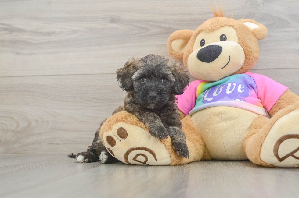 6 week old Maltipoo Puppy For Sale - Simply Southern Pups