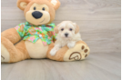 Maltipoo Puppy for Adoption