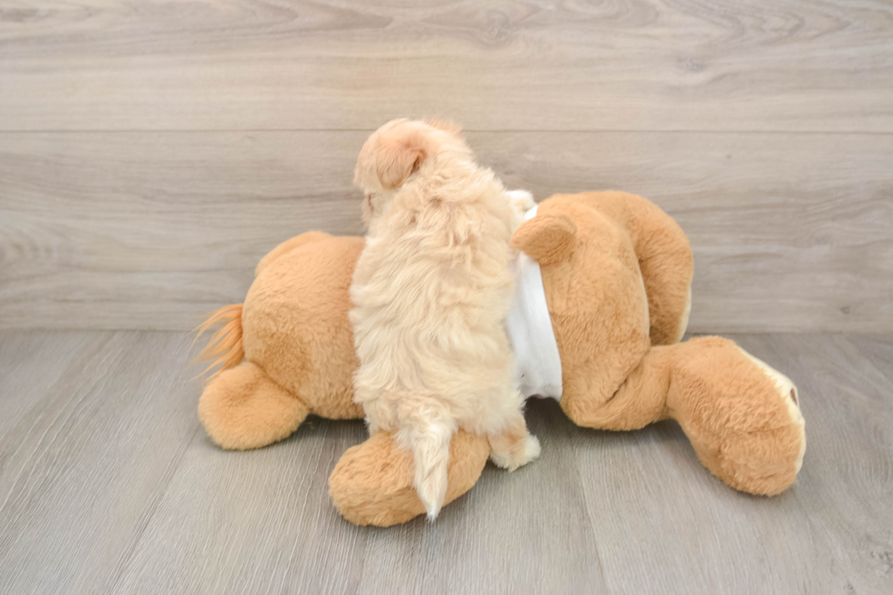 Best Maltipoo Baby
