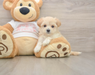 7 week old Maltipoo Puppy For Sale - Simply Southern Pups