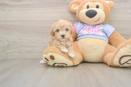 Hypoallergenic Maltese Poodle Poodle Mix Puppy