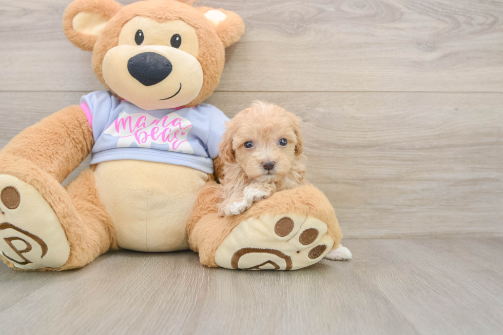 Maltipoo Pup Being Cute