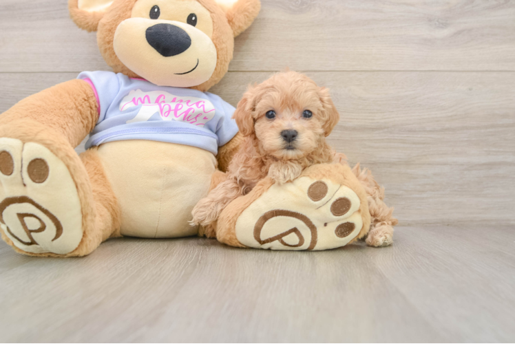 Happy Maltipoo Baby