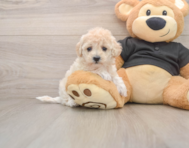 8 week old Maltipoo Puppy For Sale - Simply Southern Pups
