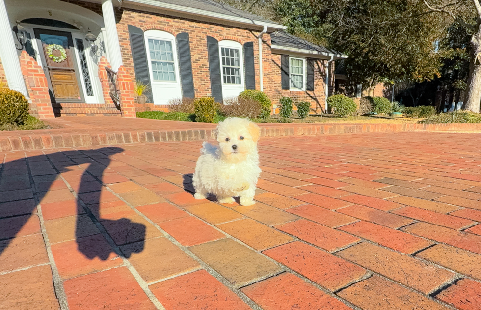 Maltipoo Pup Being Cute