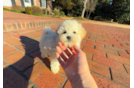 Cute Maltipoo Poodle Mix Pup