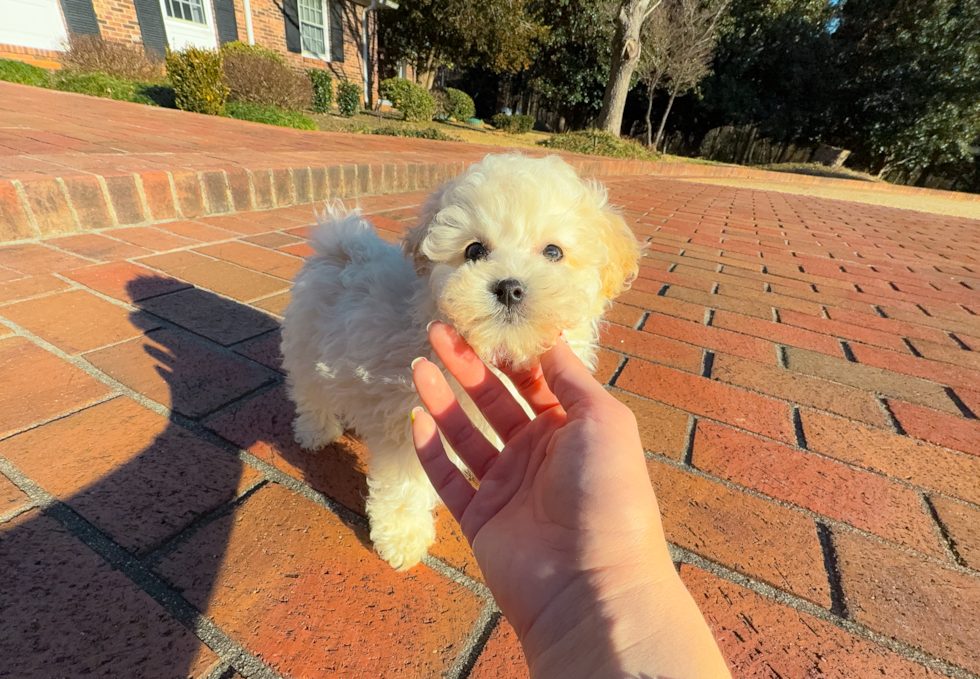 Cute Maltipoo Poodle Mix Pup