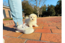 Maltipoo Puppy for Adoption