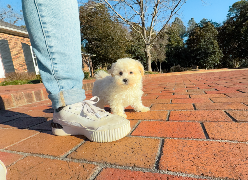 Maltipoo Puppy for Adoption