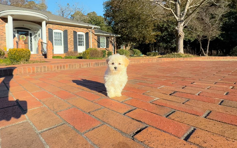 Maltipoo Puppy for Adoption