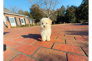 Best Maltipoo Baby